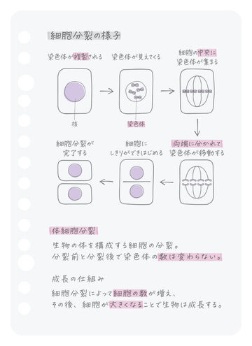Campus Loose Leaf <Smooth> A6 Plain Rule 50 Sheets,, small image number 2