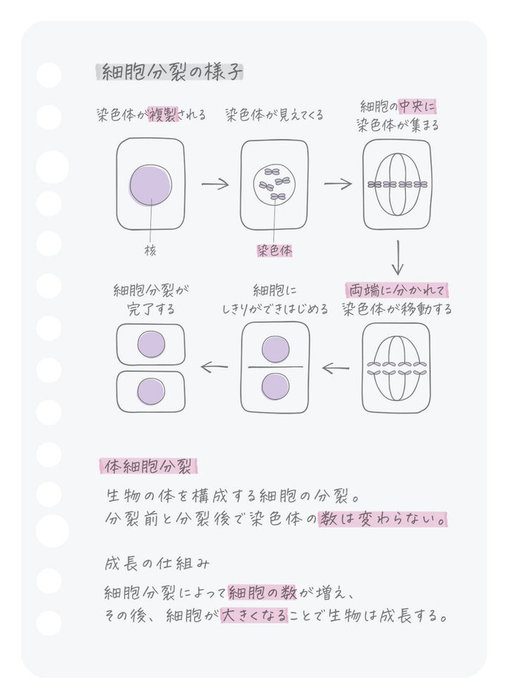 Campus Loose Leaf <Smooth> A6 Plain Rule 50 Sheets,, medium image number 2